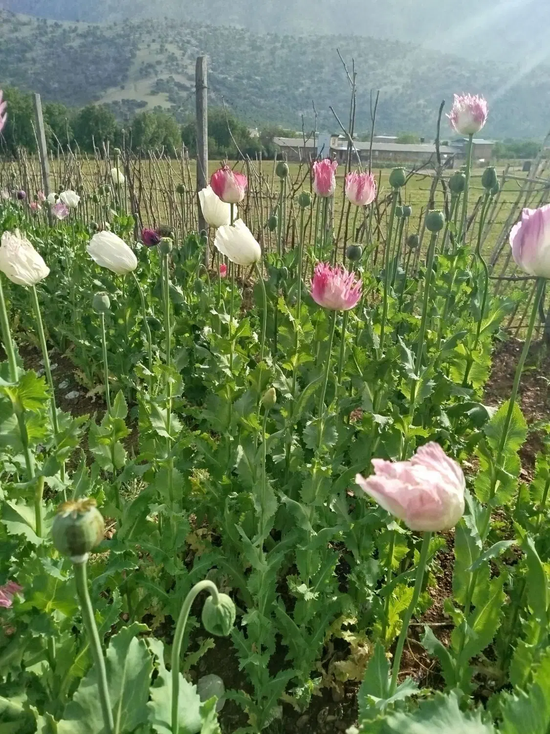 زمین قلعه سنگی