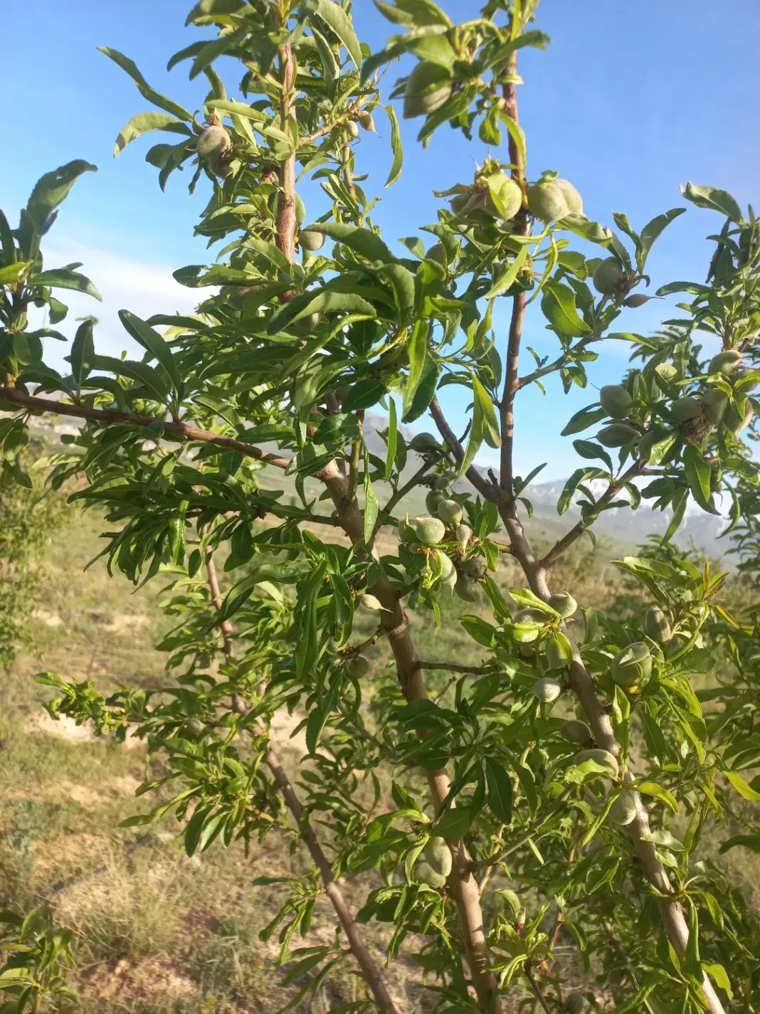 زمین باغی