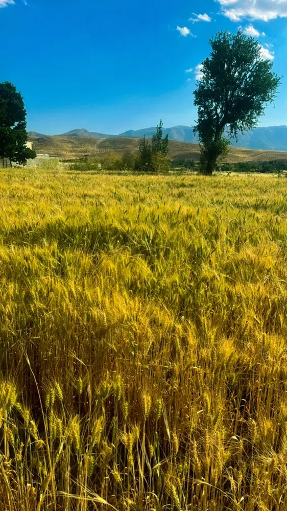 تیکه های ۷۰۰ متری و۱۰۰۰متری بفروش میرسد