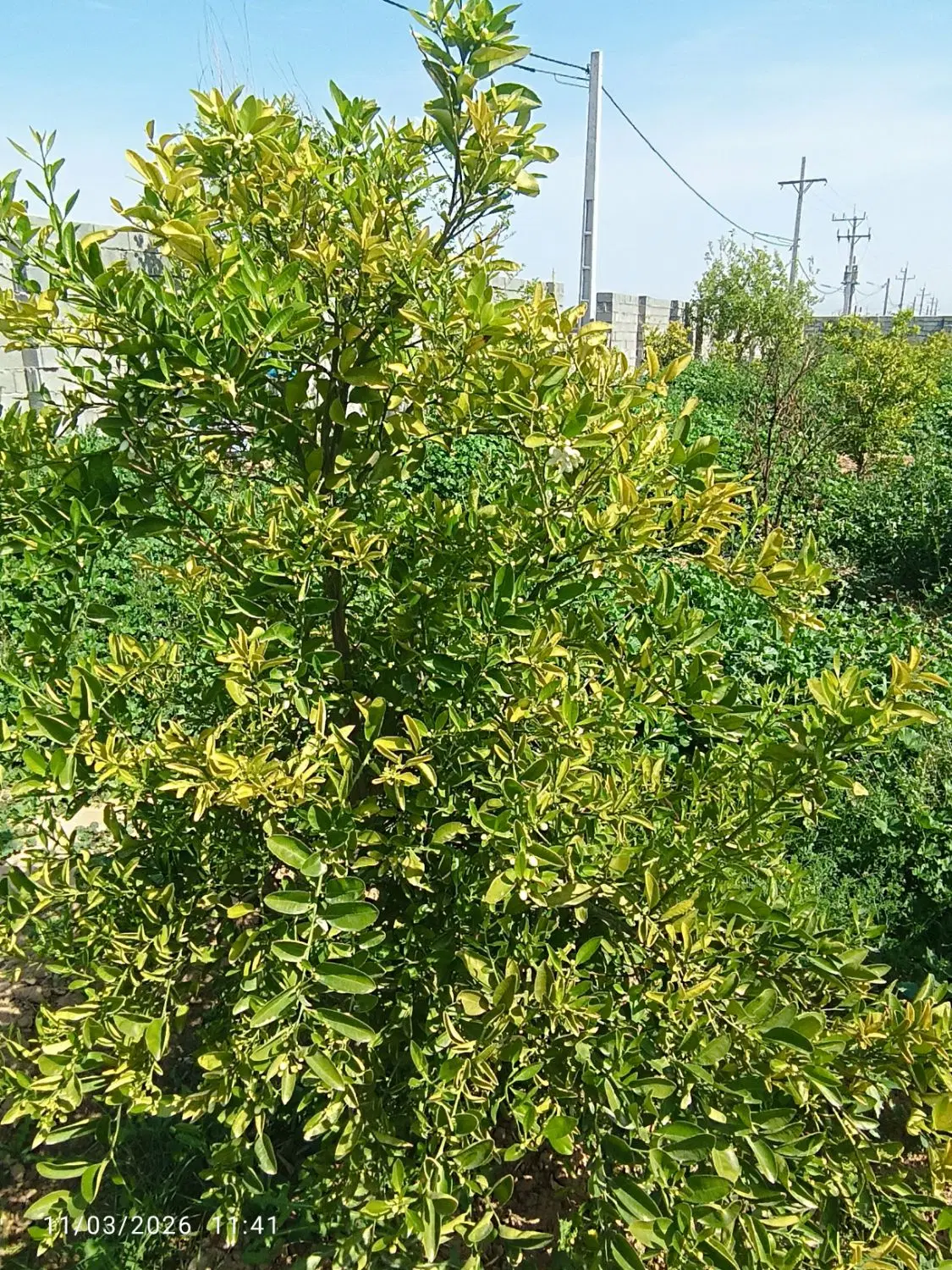 یک قطعه باغچه 750متر،جاده سددز