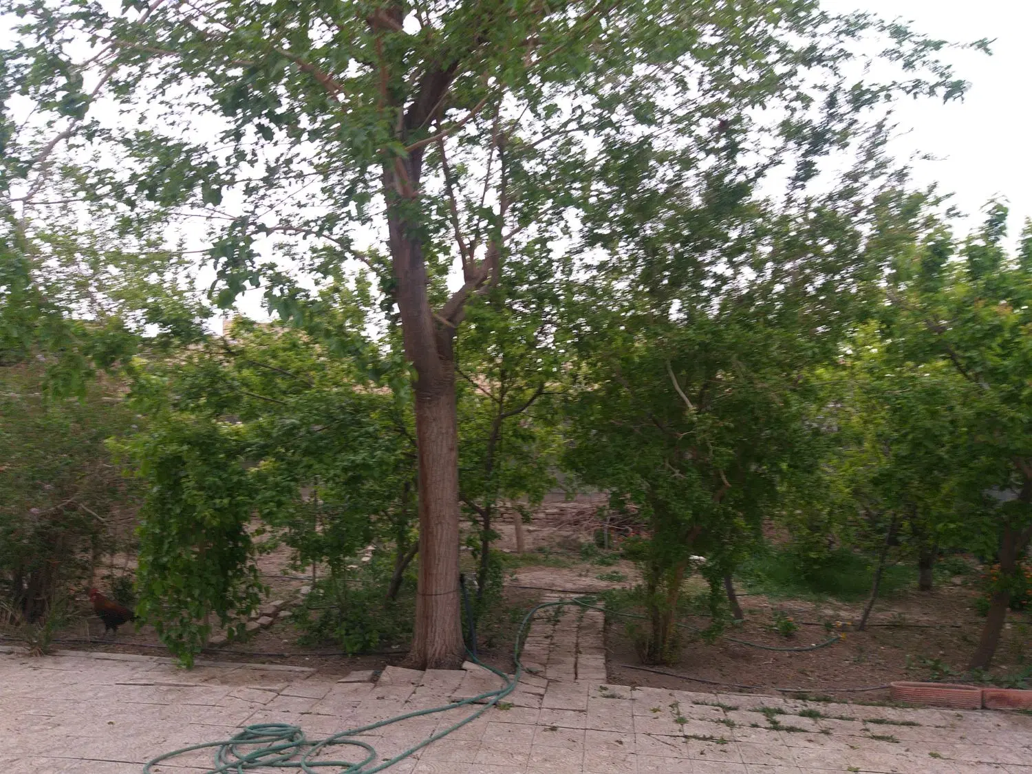 خانه  باغ کلنگی قابل سکونت
