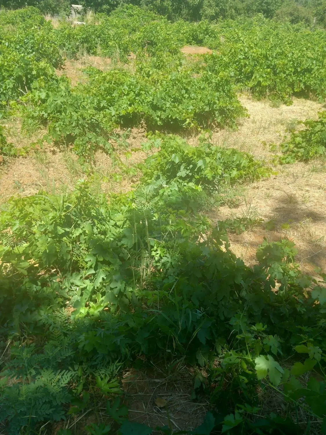 باغ در روستا سیراوند