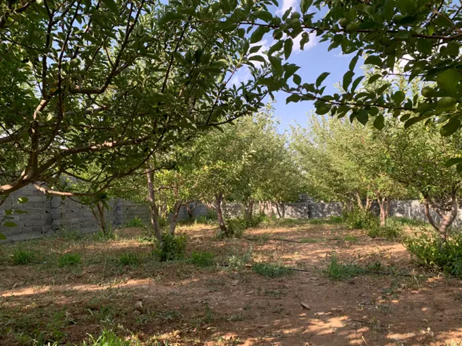 فروش باغچه مثمر در یکی از بهترین لوکیشنای جابان
