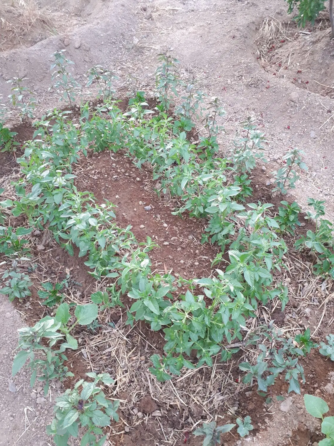 فروش باغ ویلا روستای دالستان