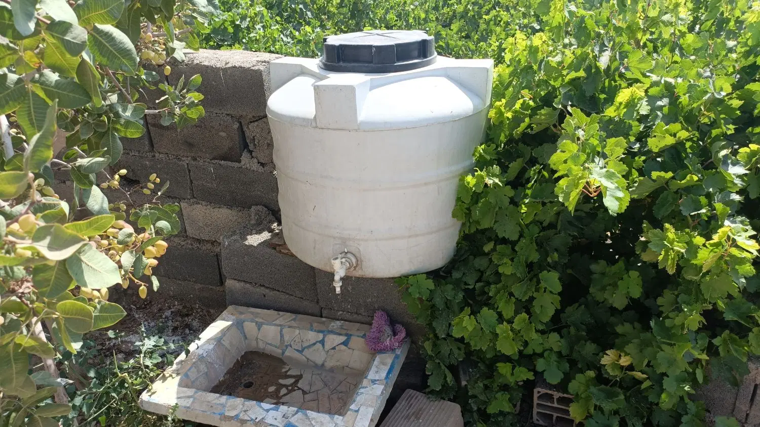 باغچه