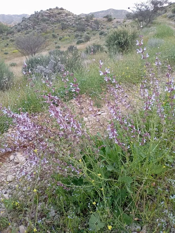 فروش زمین باغشهری