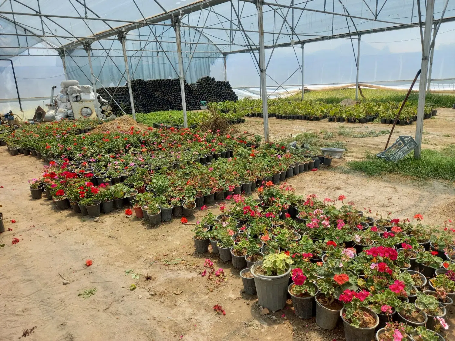 سرمایه گذاری گلخانه آماده بهره برداری و فروش
