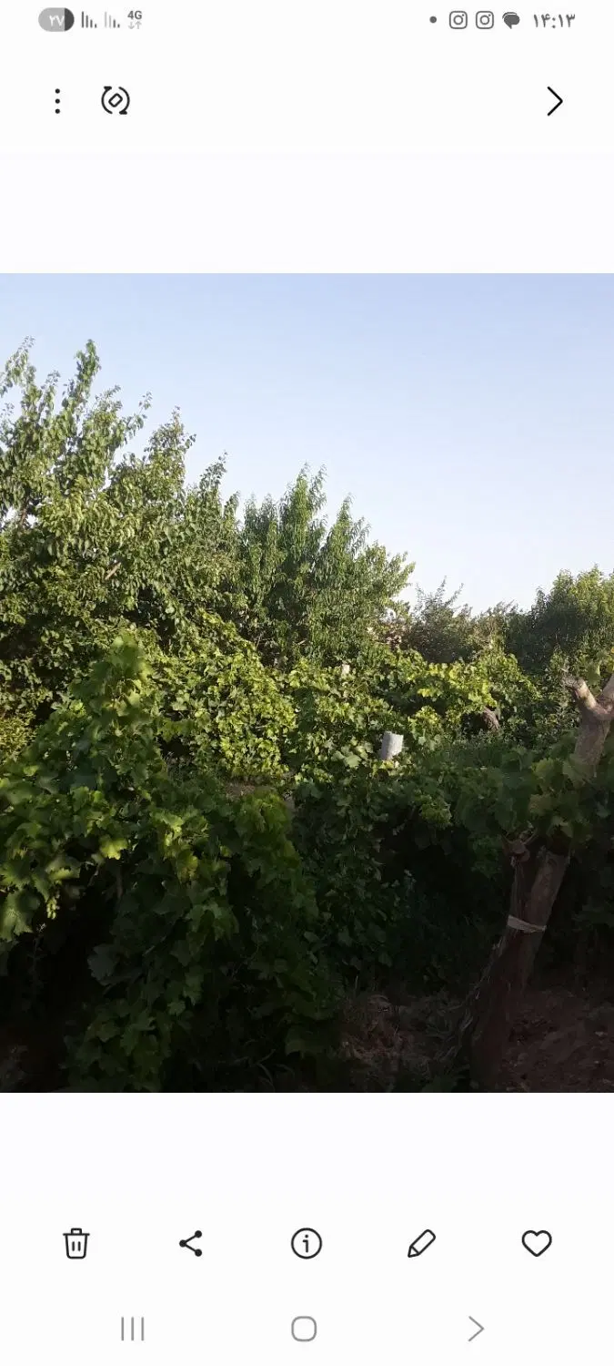 باغ منطقه چناران خاک عالی سرحال