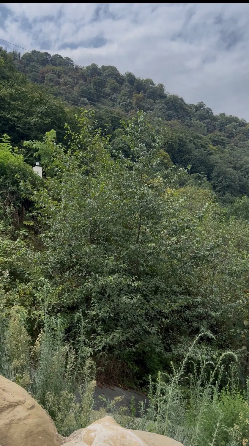 زمین ۳۰۰ متری پلاک یک جنگل (مسکونی)