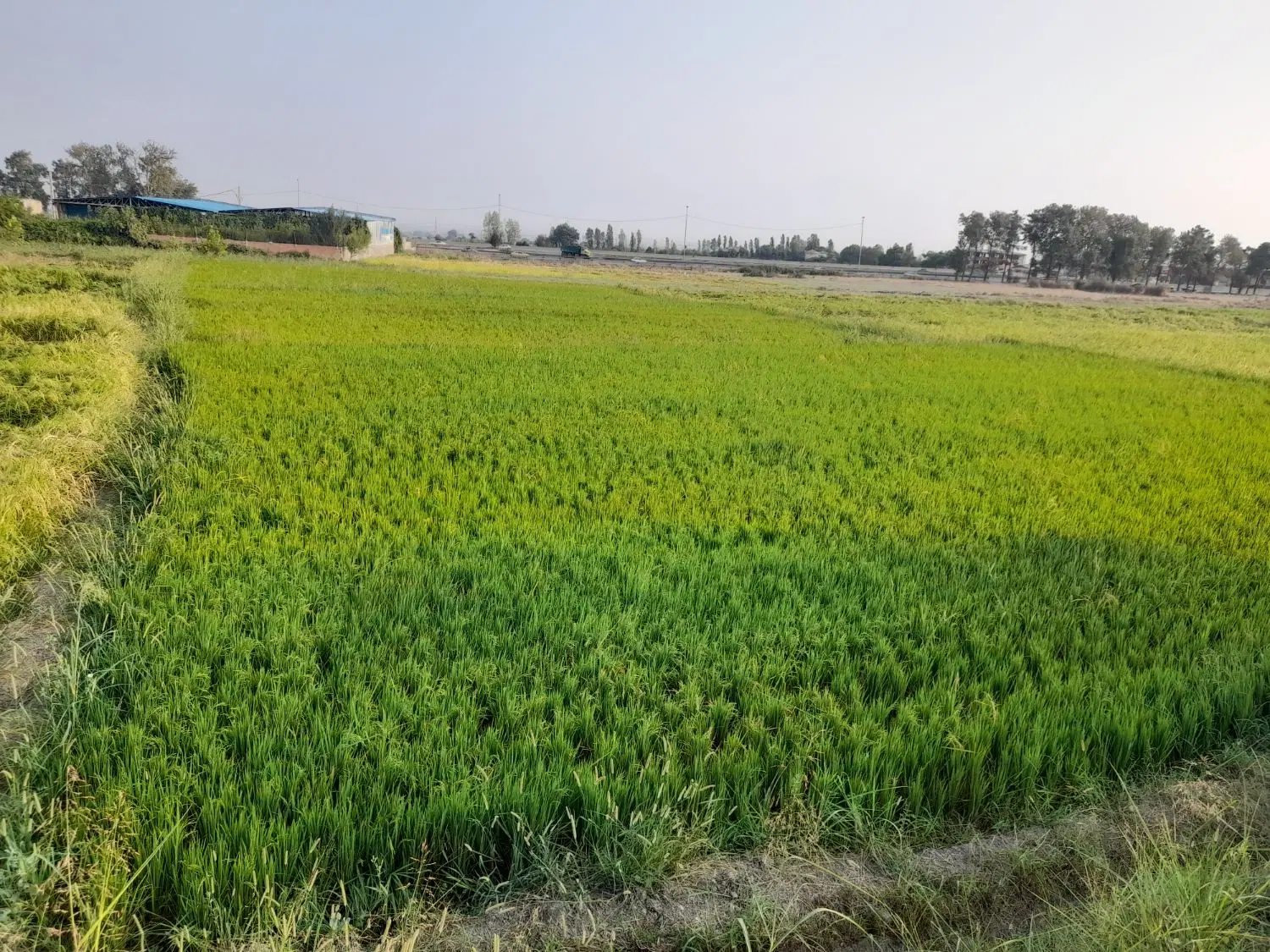 زمین کشاورزی