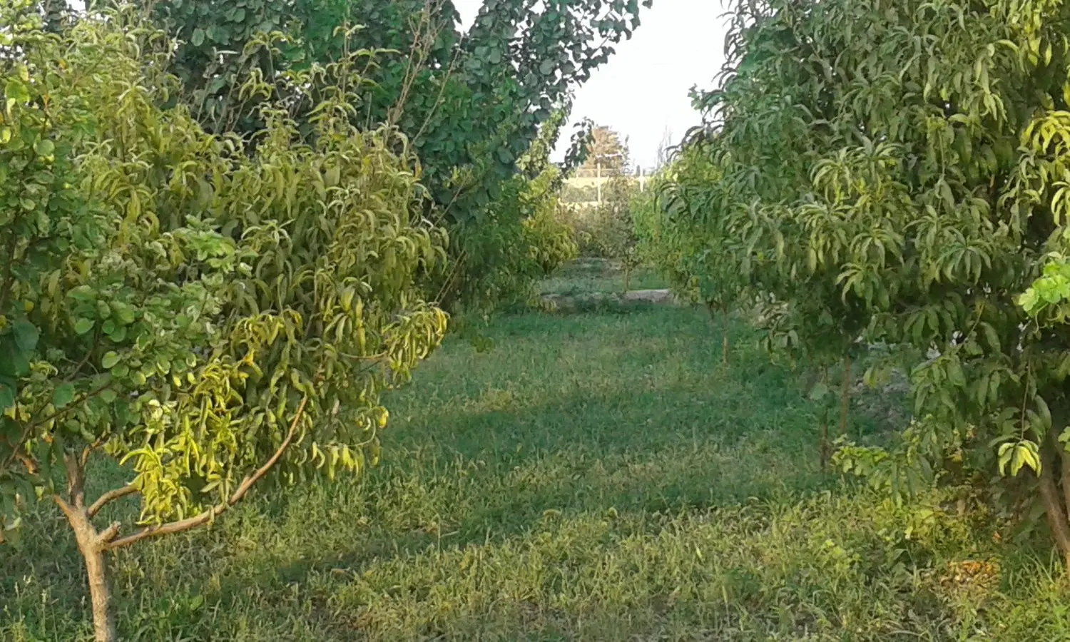 باغچه ۷۰۰ متری در ده حسن