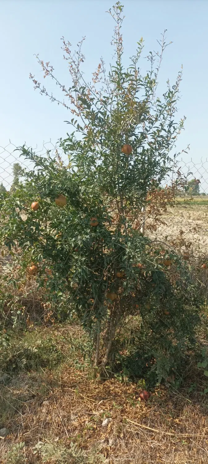 باغ انار در آلوکالاه