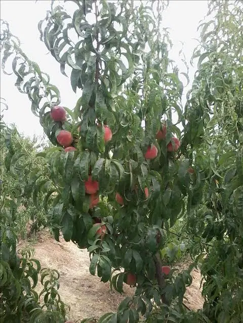 فروش انواع باغ میوه با متراژ های مختلف سامان