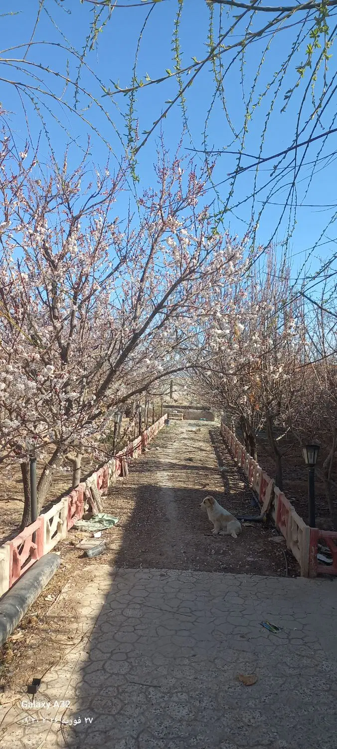 باغ ویلا   باغچه