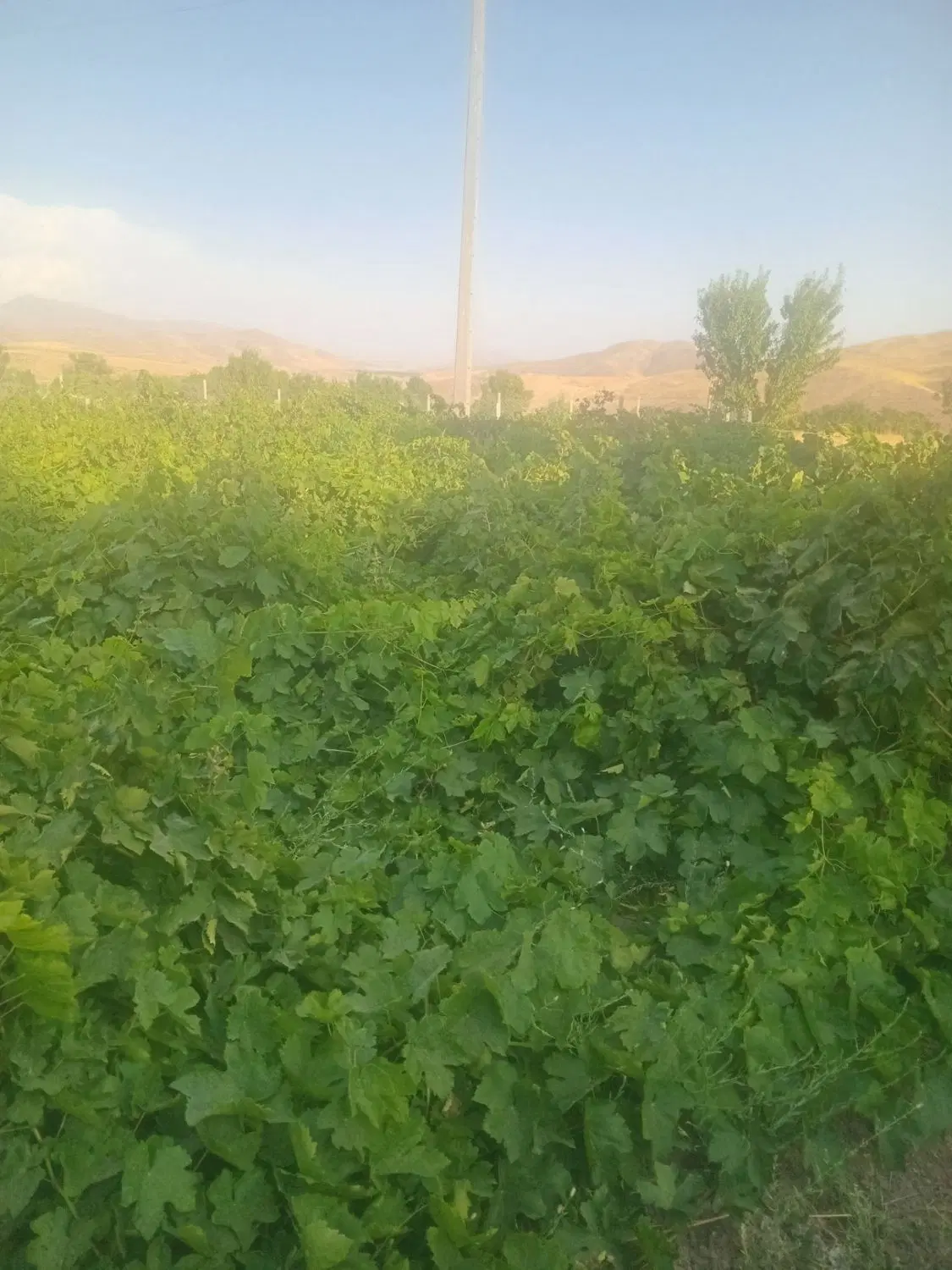 باغ انگور ۴۰۰ متری داری ۹۰ بوته ی انگور