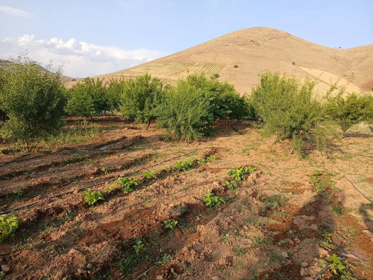 زمین کشاورزی در روستای کره سی