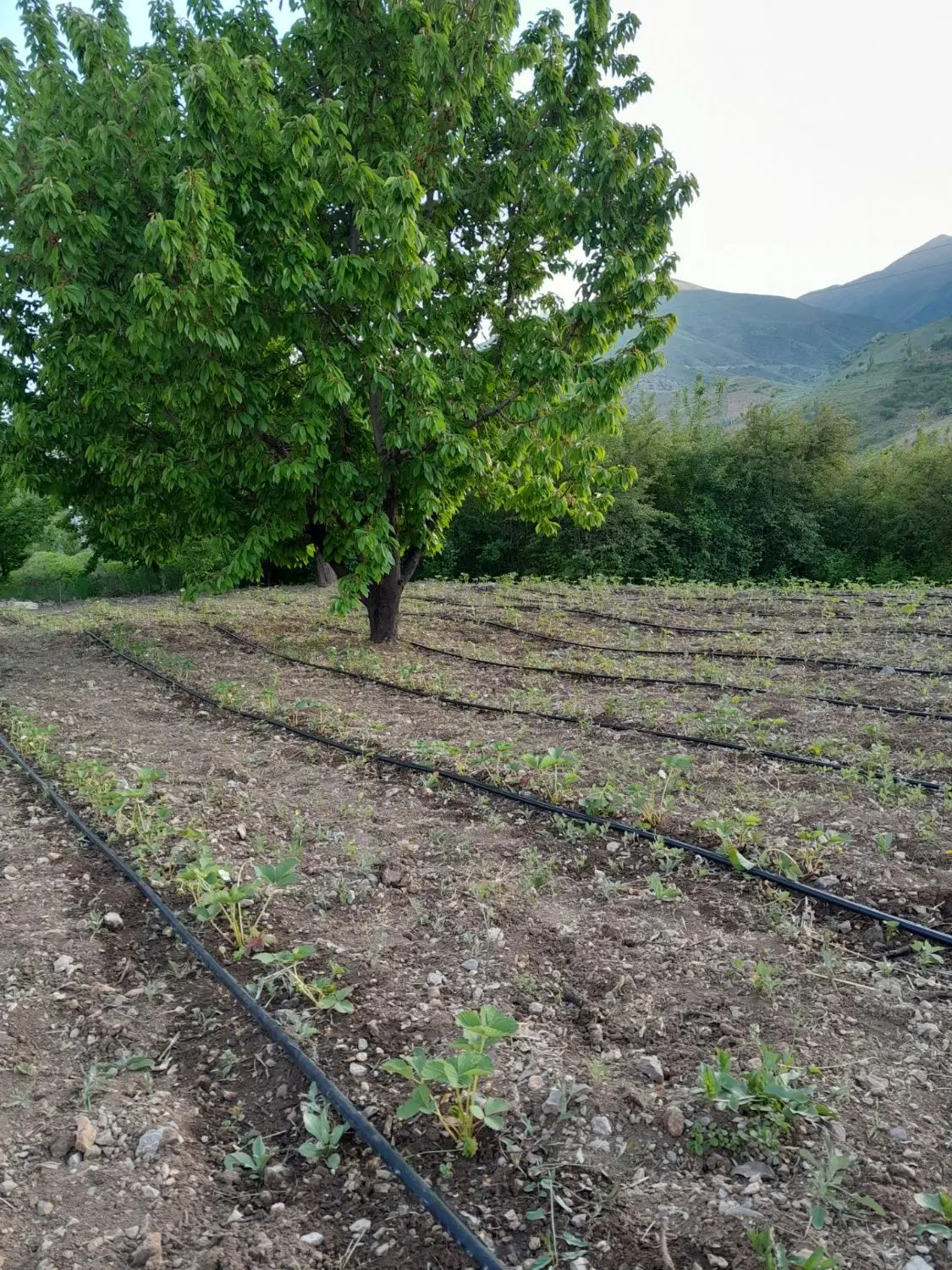 زمین کشاورزی