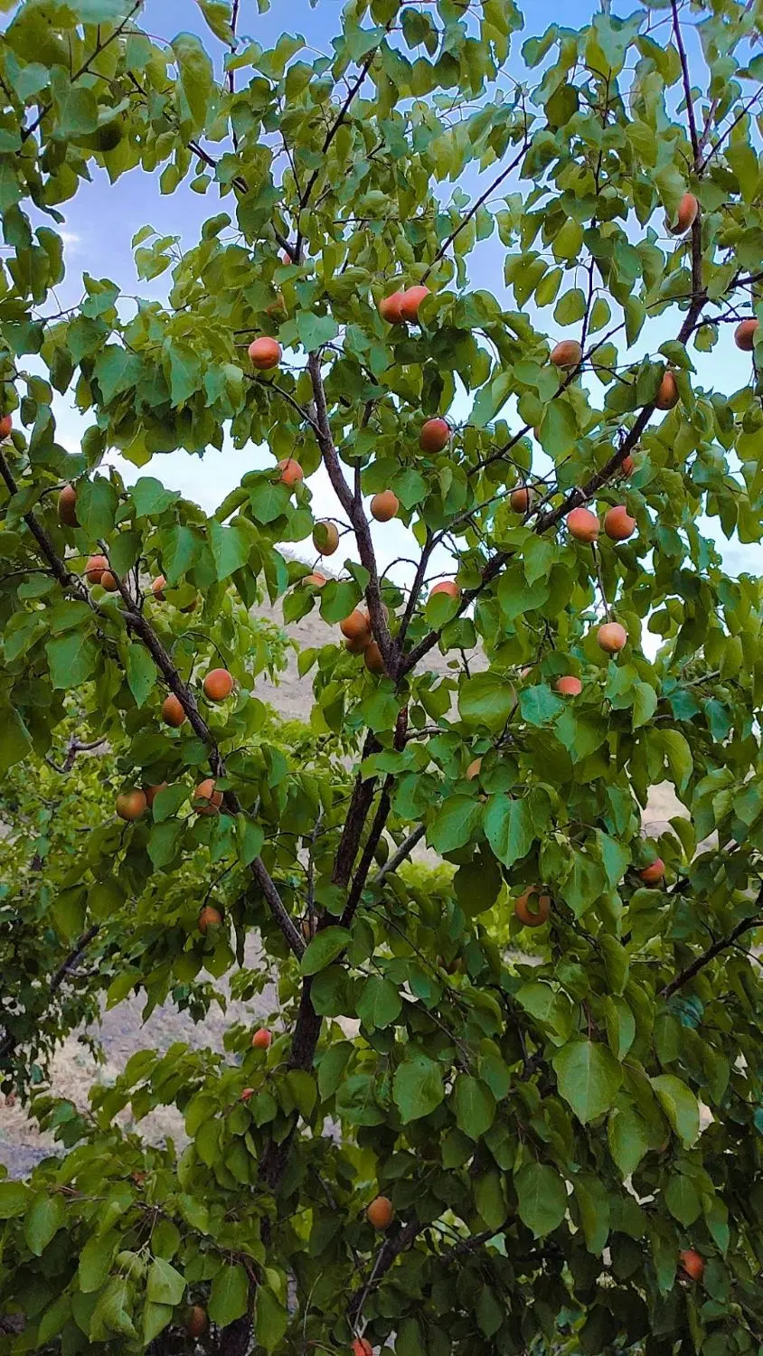 باغ روستای شاره