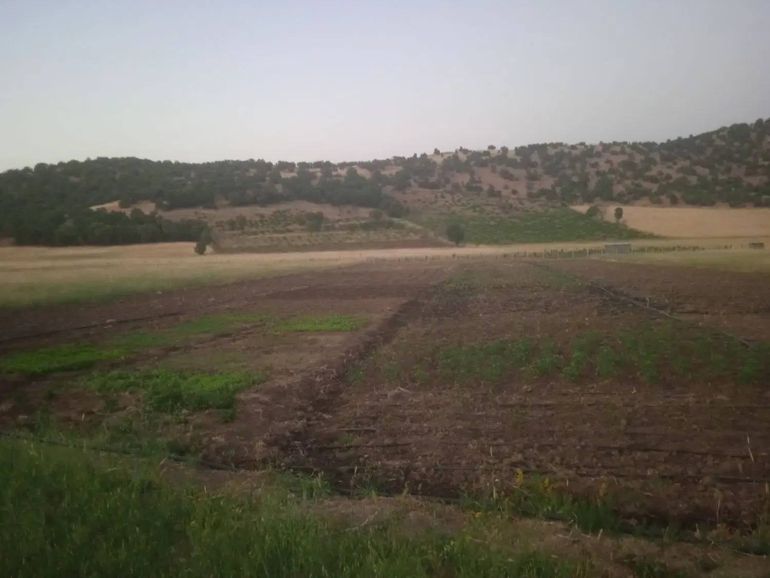 زمین کشاورزی سرنژمار
