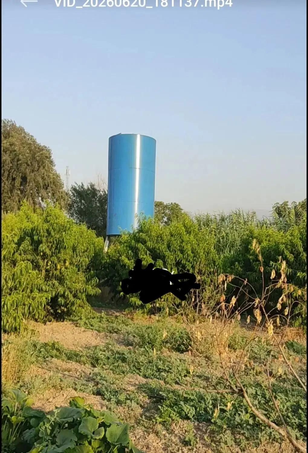 فروش باغ هلو شش ساله محصور با فنس