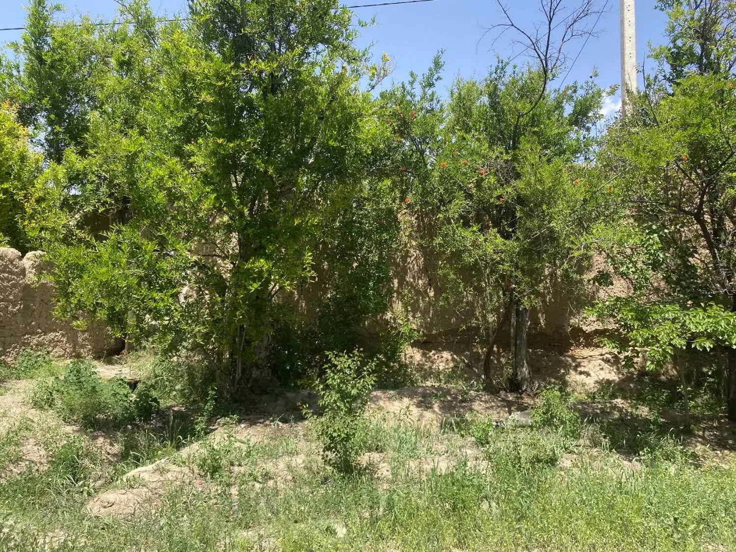 زمین خانه باغ در مهریز