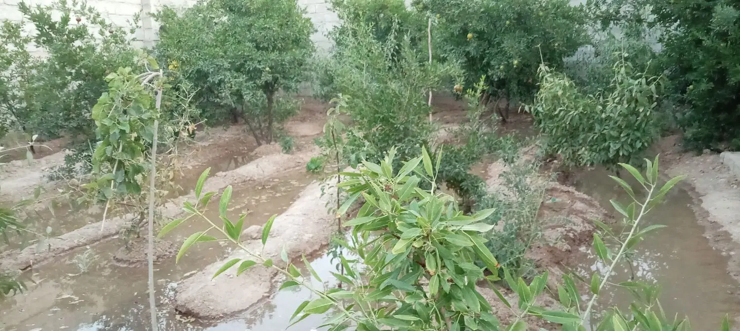 باغ نقلی وسرسبز