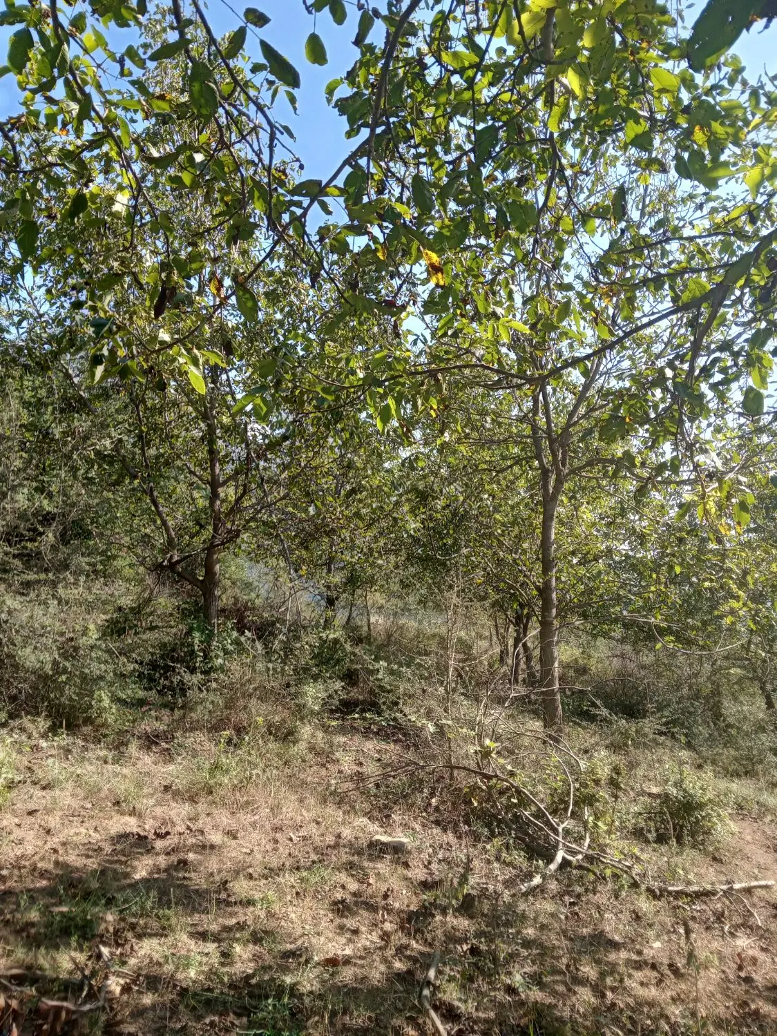 زمین باغی گردو