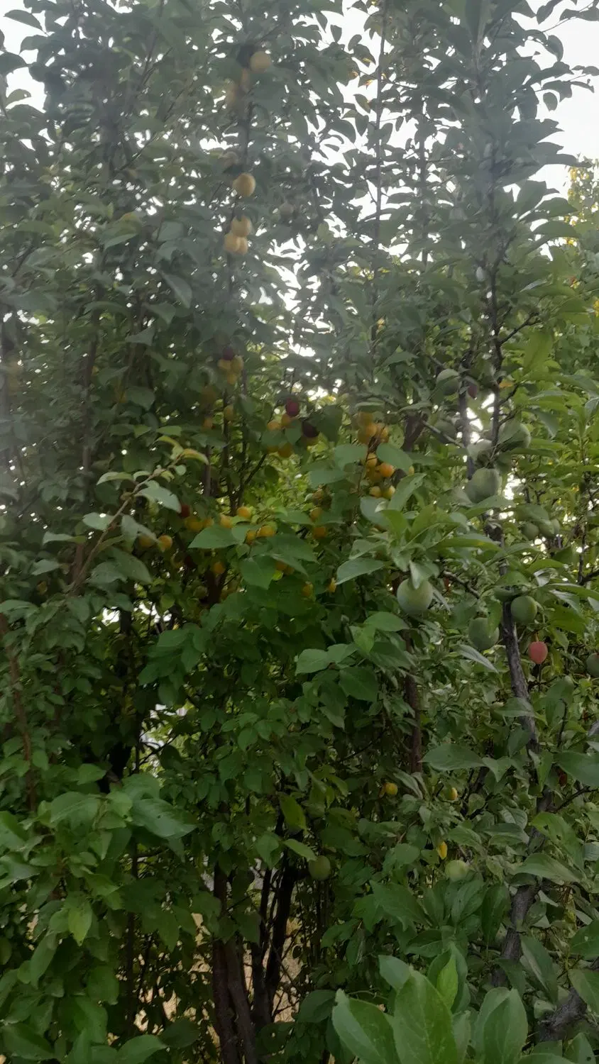باغچه‌دارای‌آب‌وبرق