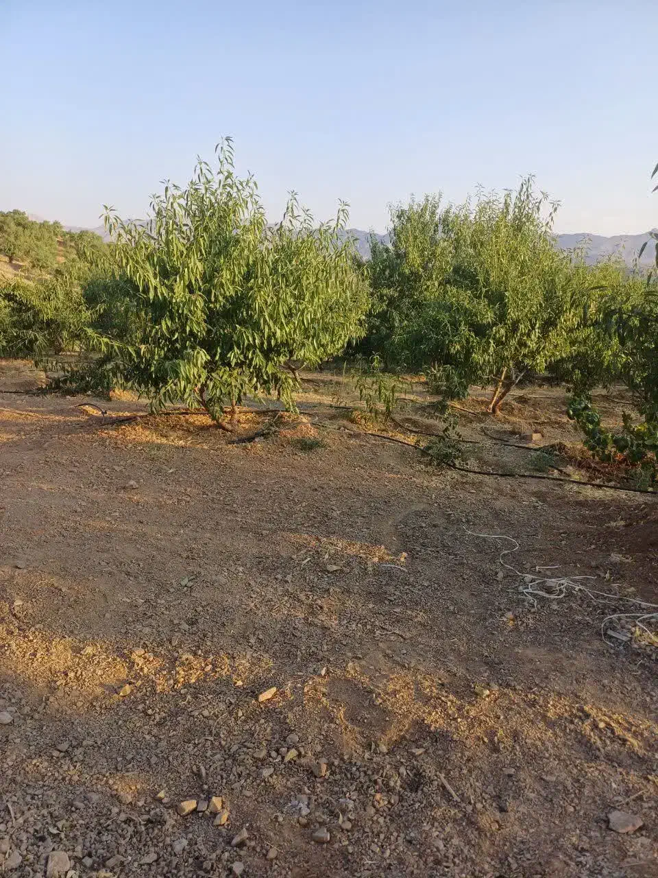 زمین با فنس سند تک برگ.