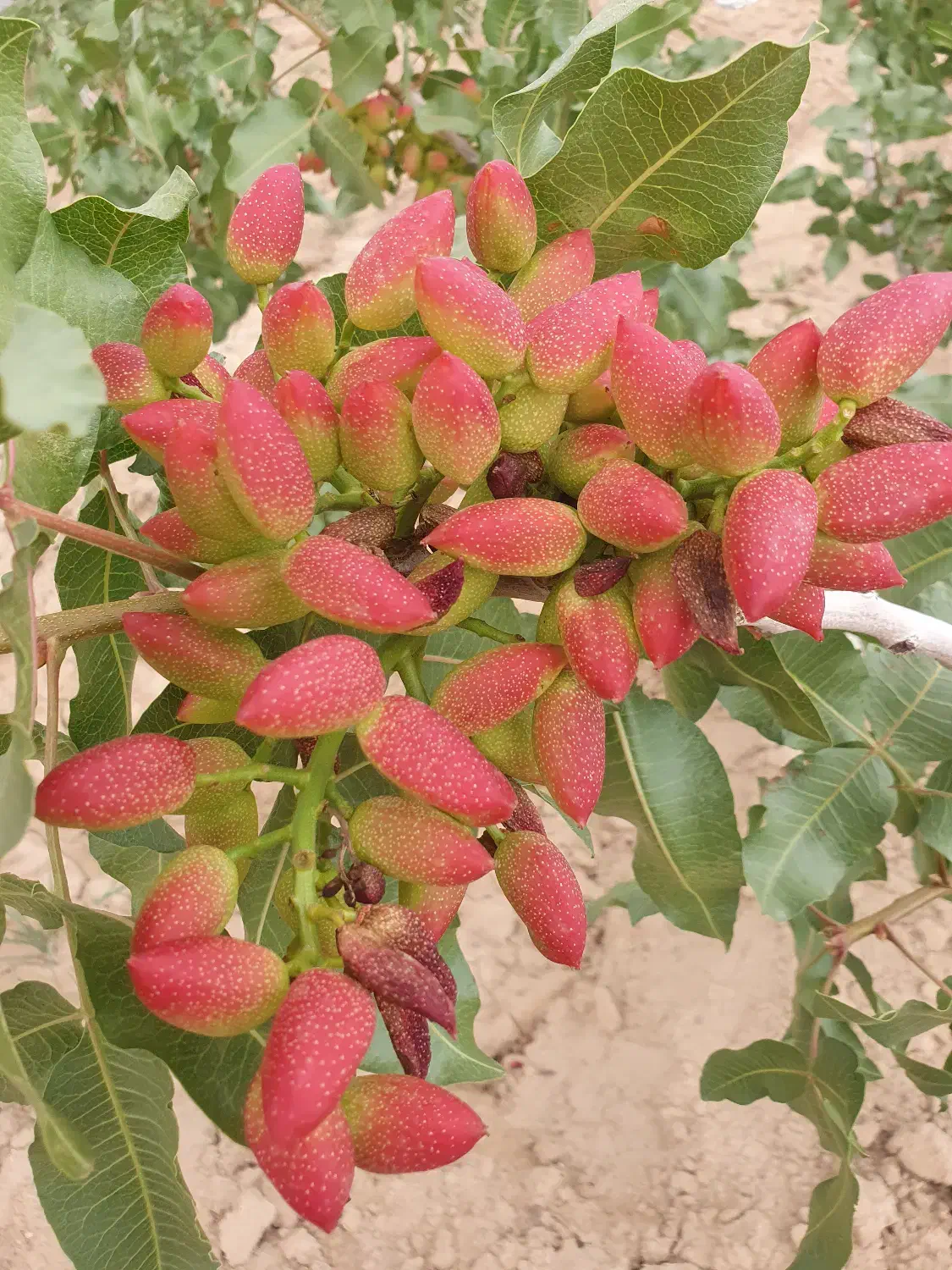 فروش باغ پسته اکبری