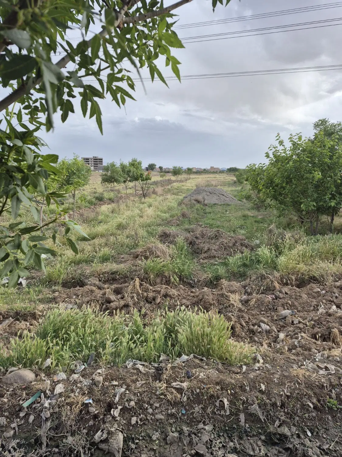 زمین کشاورزی