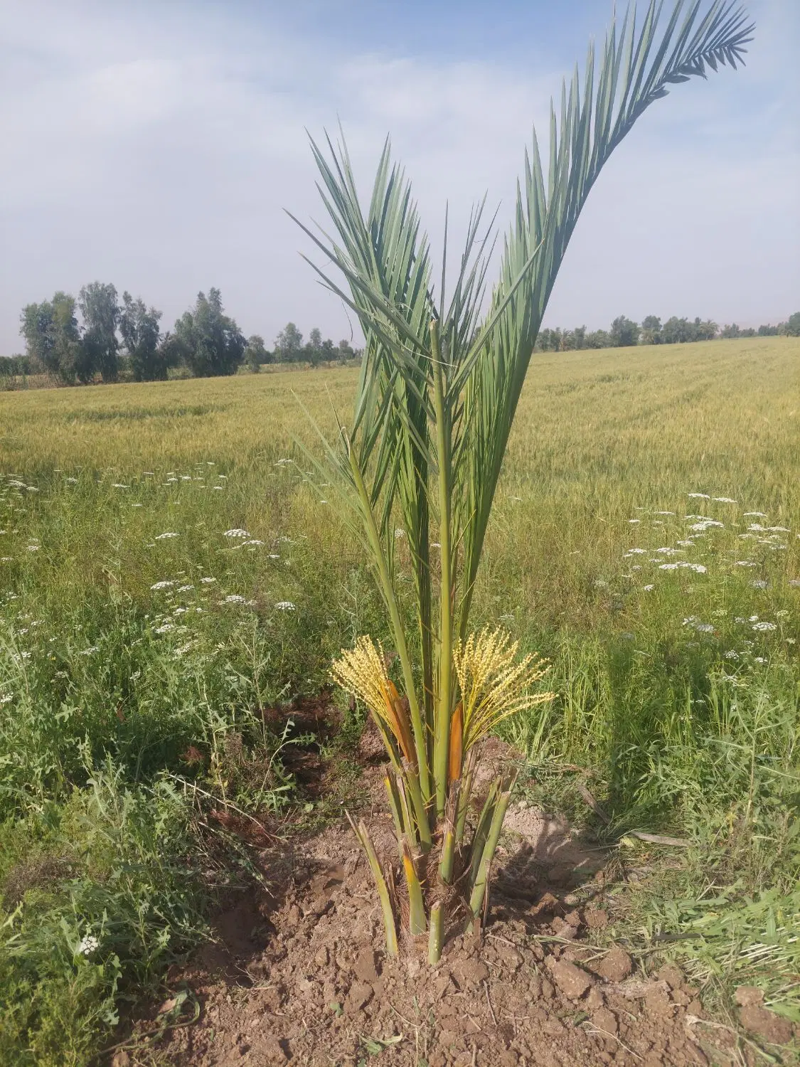 اجاره زمین کشاورزی