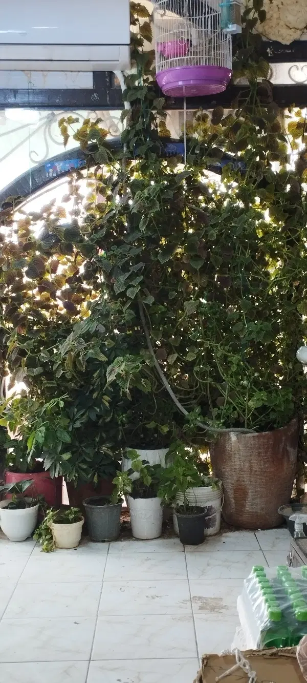 فروش خانه کلنگی