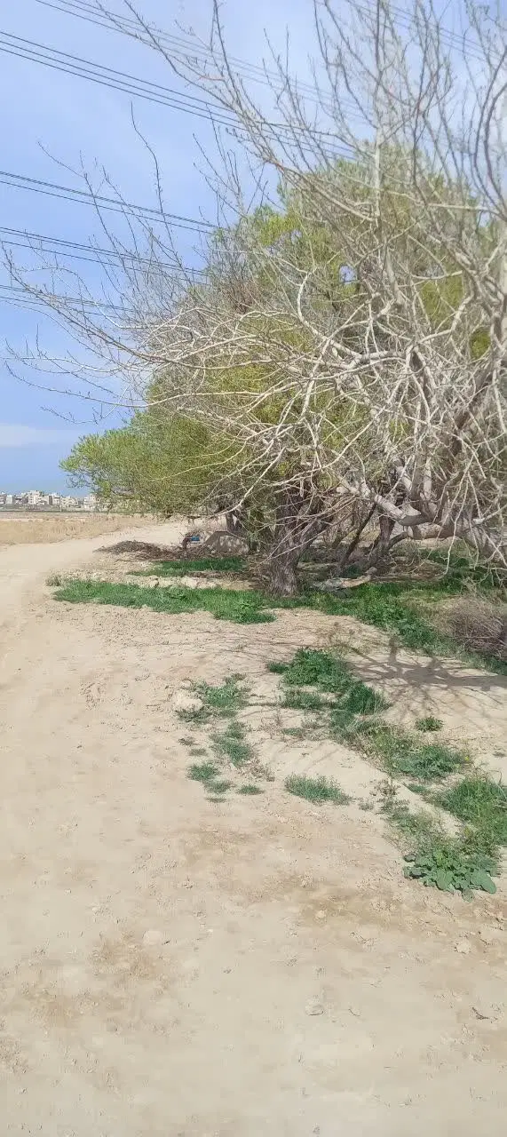 ۵۰۰ متر زمین مناسب باغ و گلخانه سند تک برگ