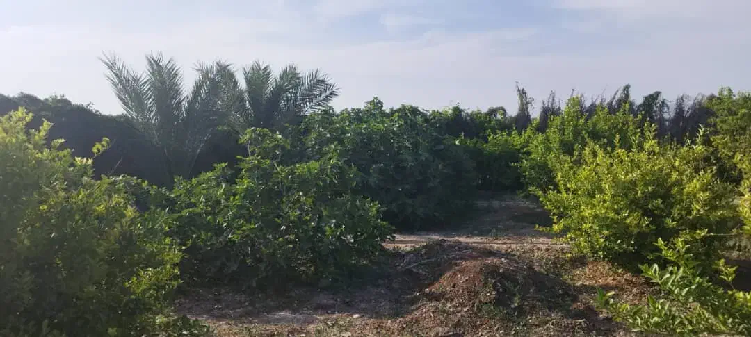 باغ ۸۴۰ متر با درختان ثمری