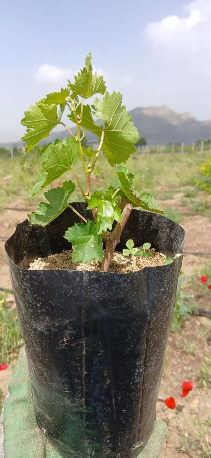 1300متر زمین برای باغ