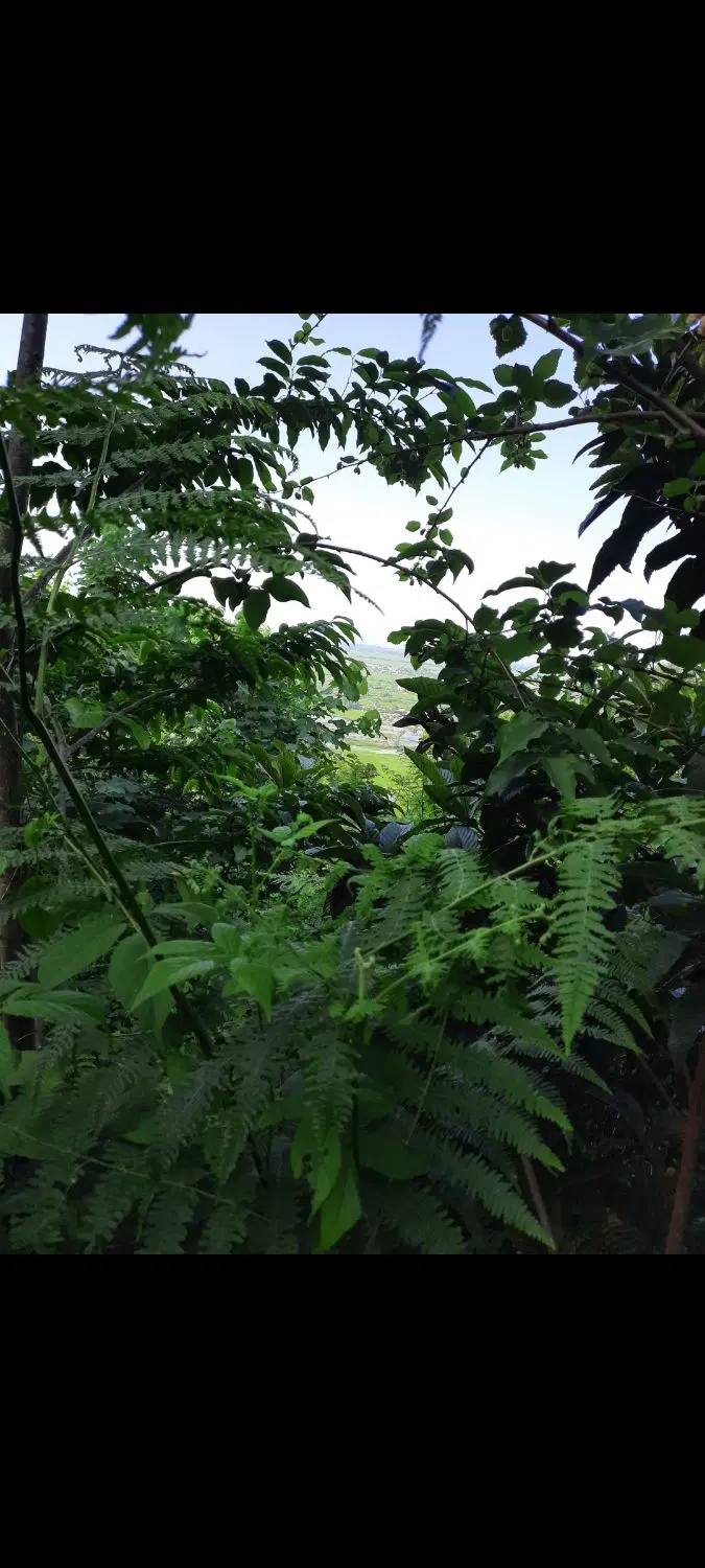 زمین باغی