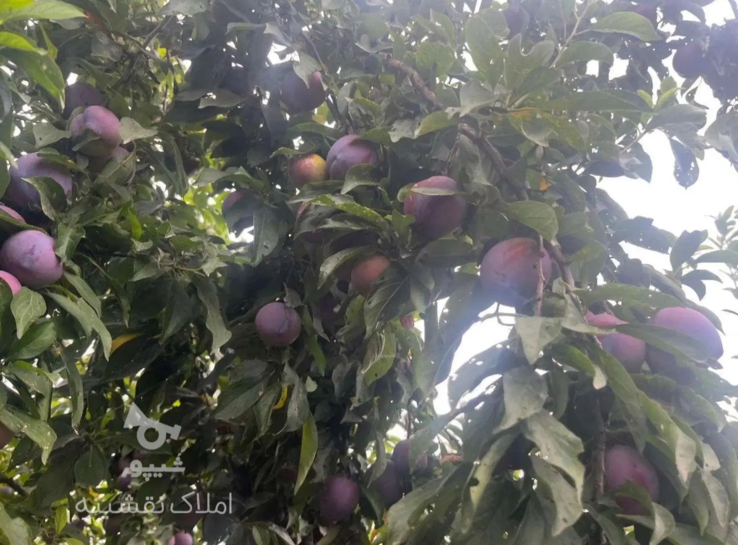باغچه برای ساخت ویلا و خانه سرا