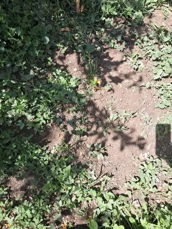 اجاره زمین کشاورزی ۱۰هکتار