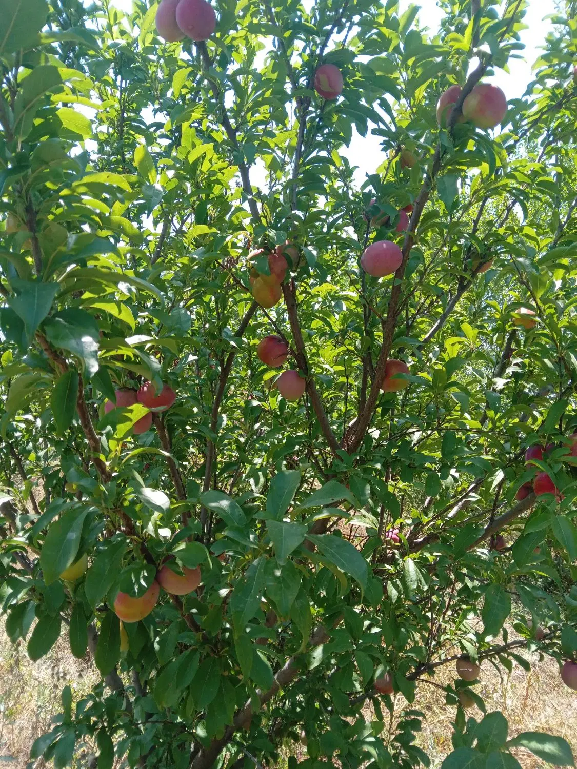 باغ کنار جاده ۵کیلومتری اردبیل