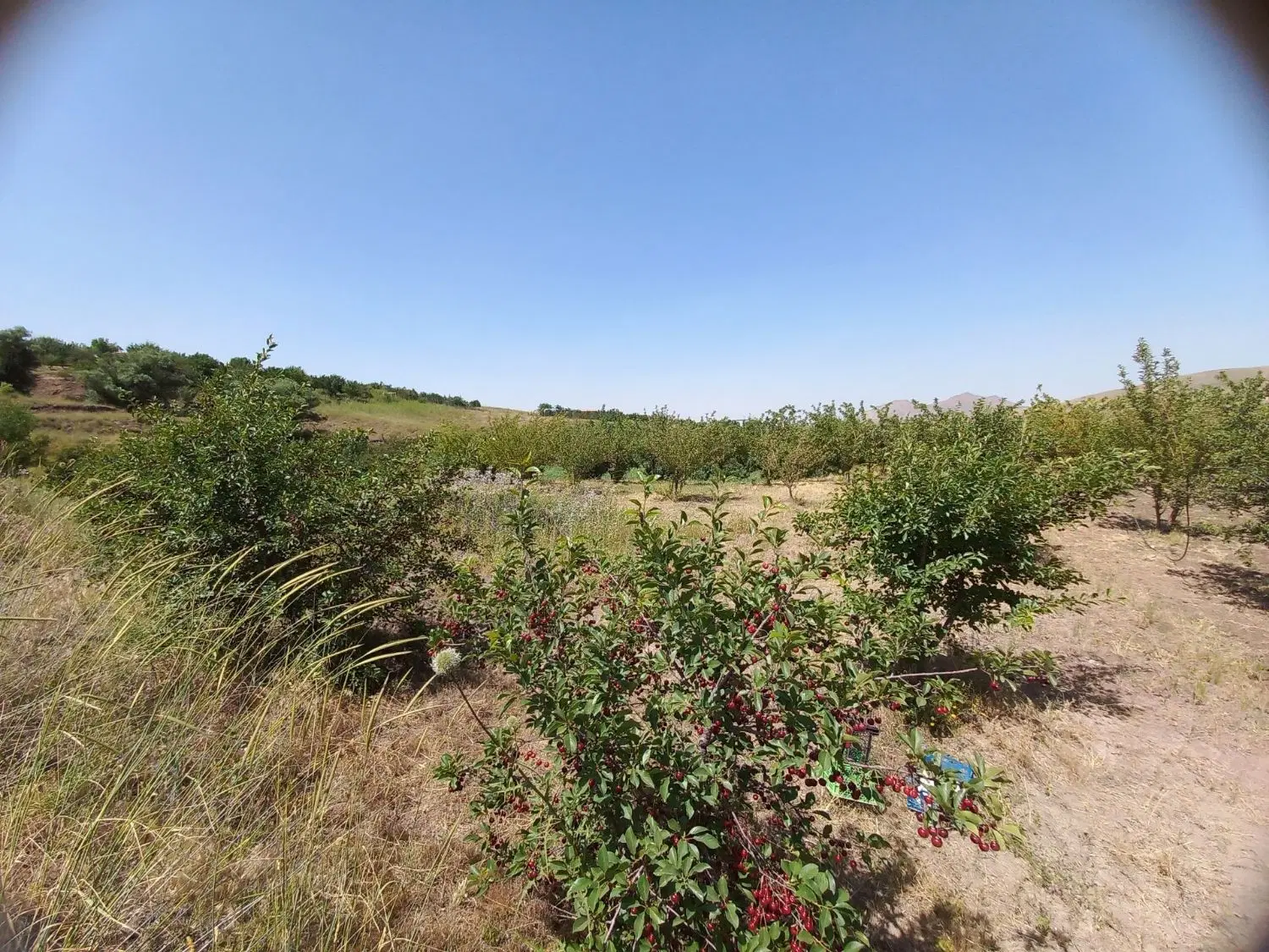 باغ زرشک دریابک