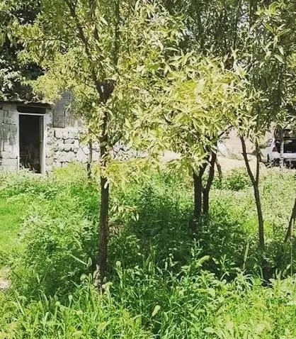 فروش باغ