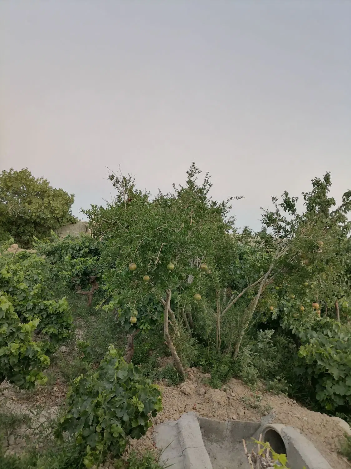 باغ مایان