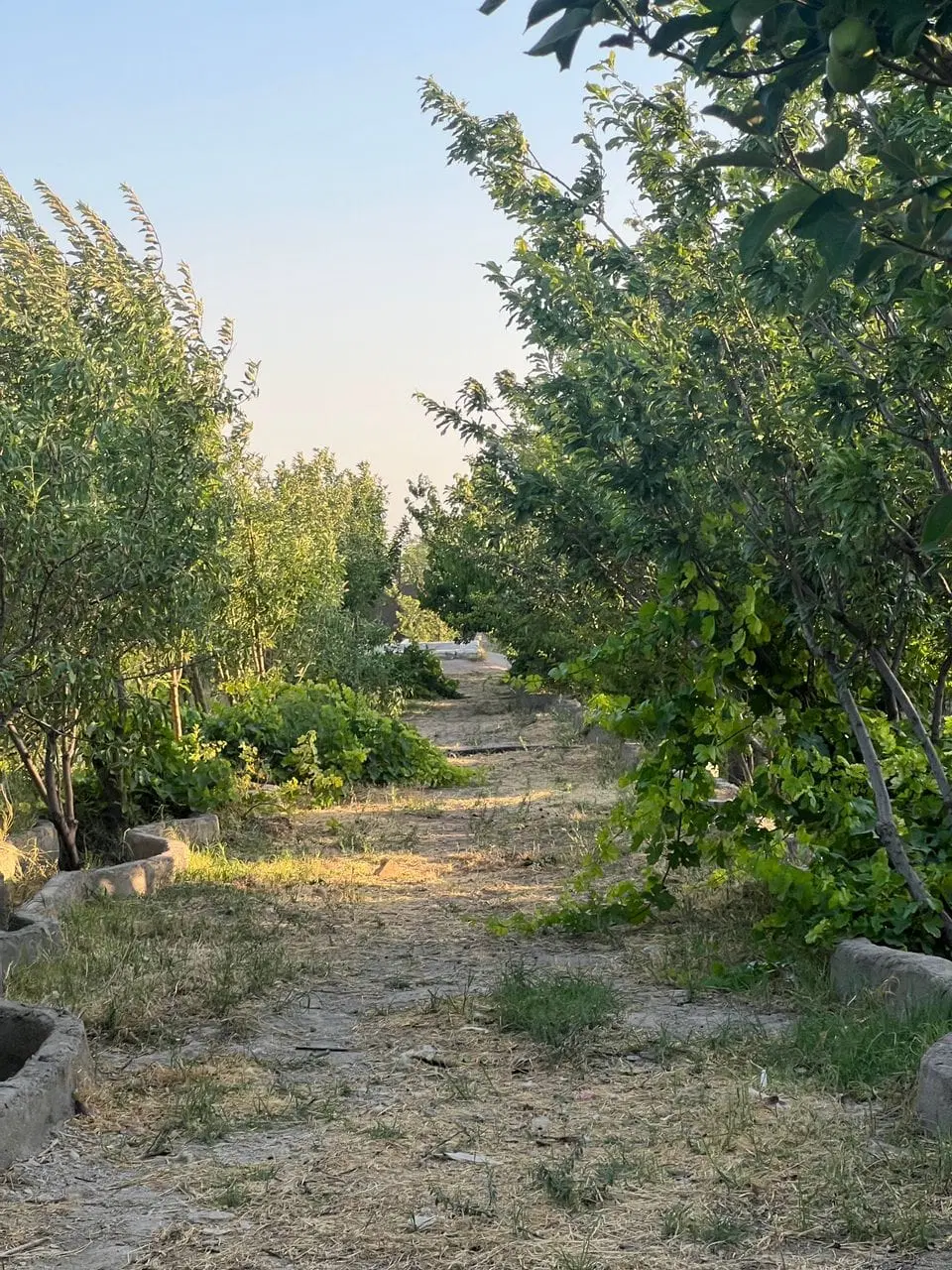 فروش باغ و باغچه