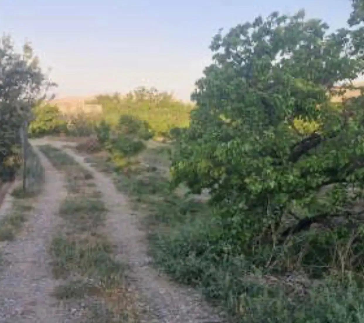 فروش زمین باغی