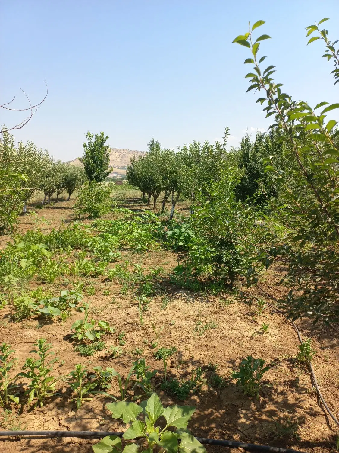 زمین کشاورزی