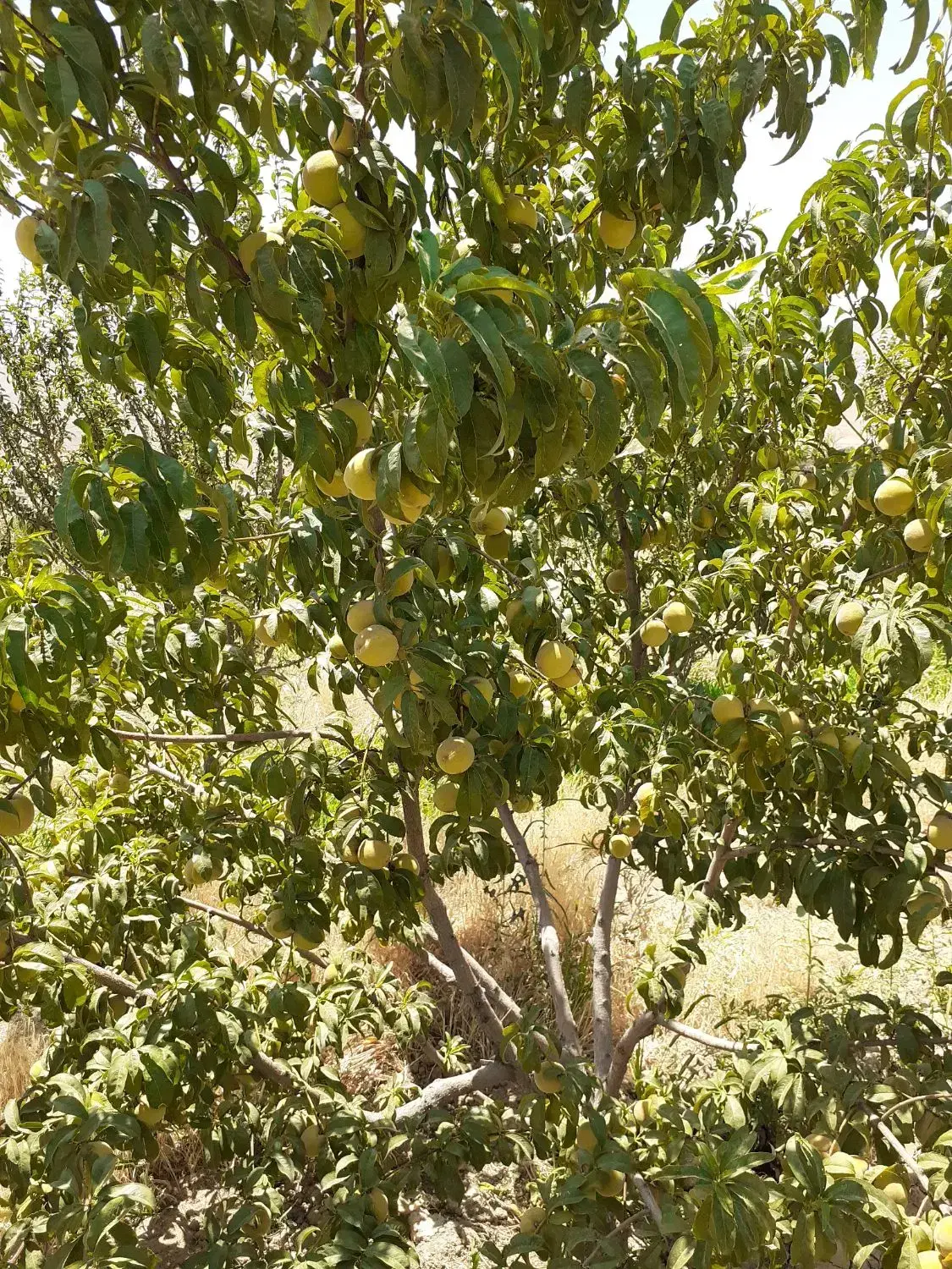 باغ سردرختی،  انگور، پسته و زمین کشاورزی دشت لویین