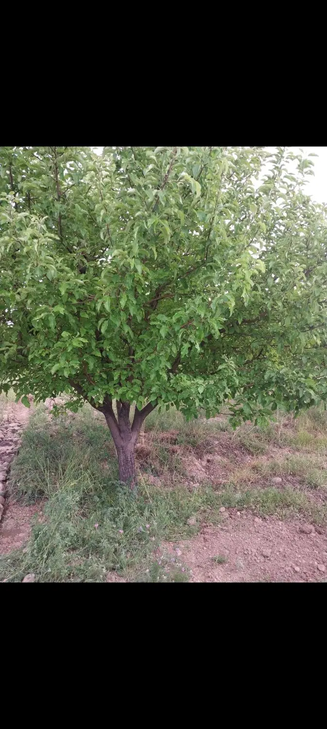 باغ درروستای کهل