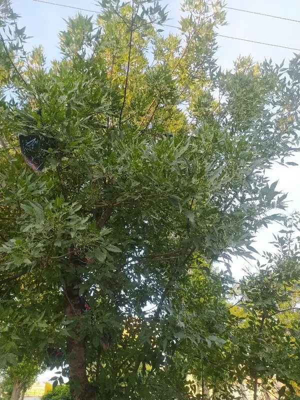 زمین زراعی