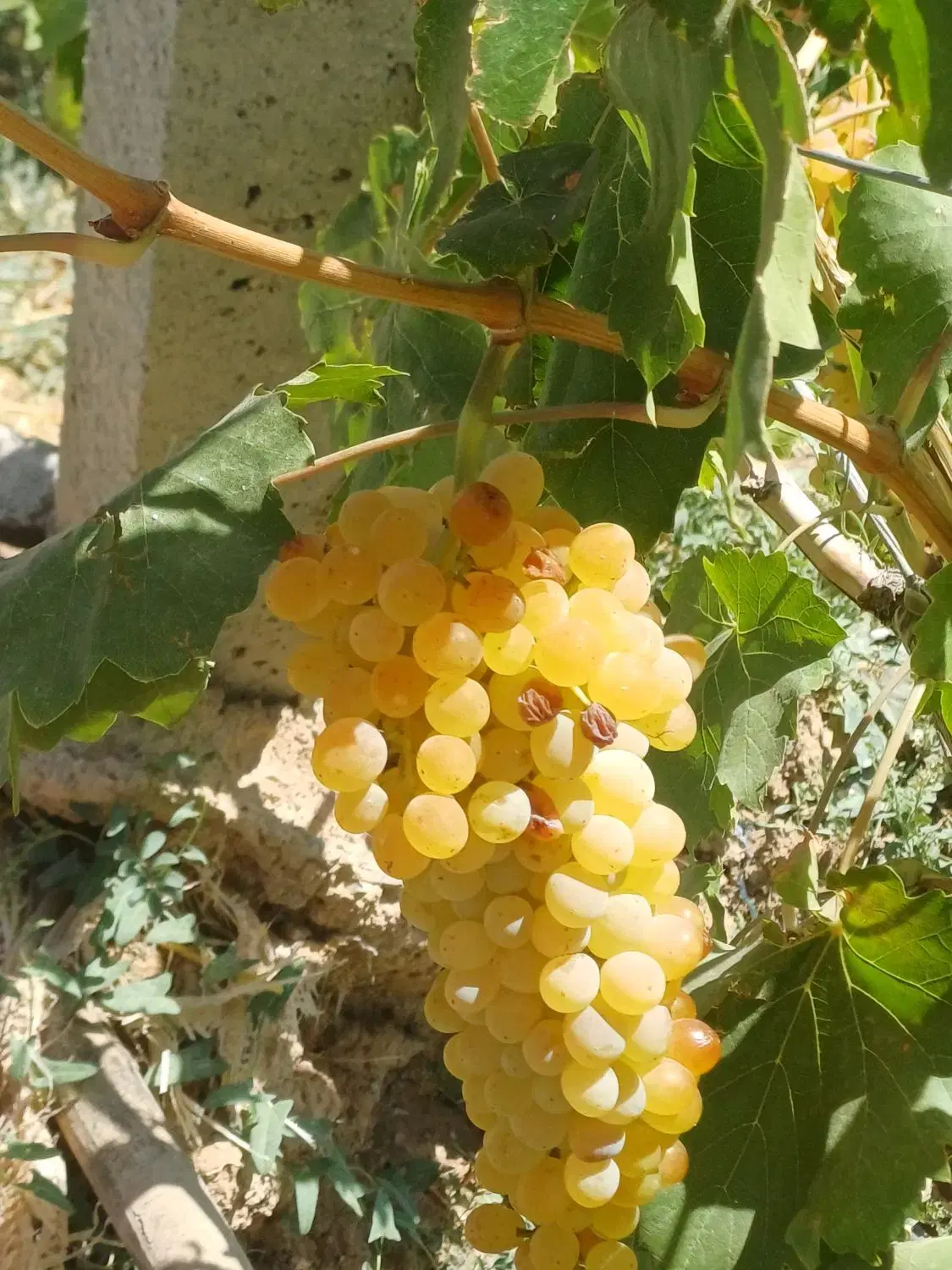 یک قطعه باغ انگوری با آب مشاع